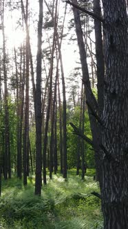 Vertical Video of Many Trees in the Forest