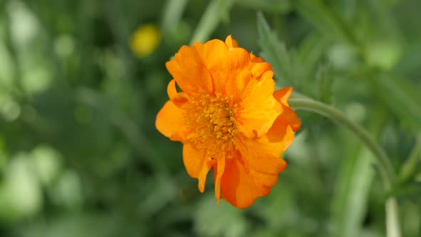 Beautiful Calendula officinalis Common Marigold flower shallow DOF 4K 2160p UltraHD footage - Englis