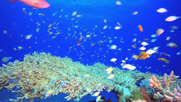 Reef Underwater Tropical Coral Garden