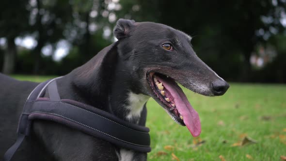 Greyhound dog portrait looks into camera