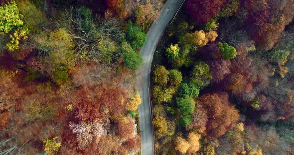 Overhead Aerial Top View Following Over Road in Colorful Countryside Autumn Forest