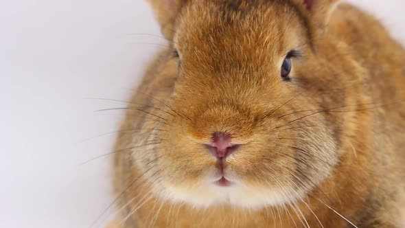 a Small Fluffy Brown Rabbit with a Large Mustache Wiggles Its Nose Closeup on a Gray Background