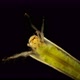 Trichoptera Larvae Under the Microscope, Movement of the Caddis Larva in a Protective Tubular House - VideoHive Item for Sale