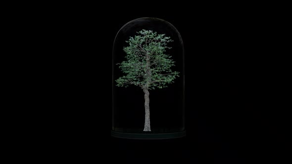 Growing Tree In The Glass Lantern