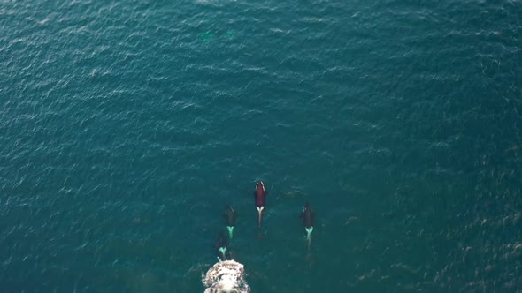 Orca Family Swim and Play Baby in Dark Pacific Waters