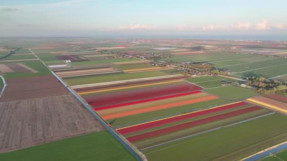 Tulip fields in The Netherlands 1 - North-Holland spring season sunrise - Stabilized droneview in 4k