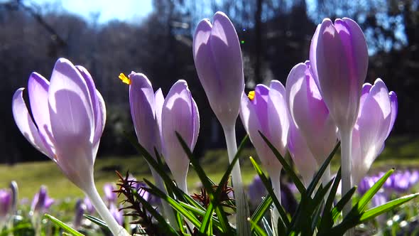 Crocus flowers in the park. Shooting macro.