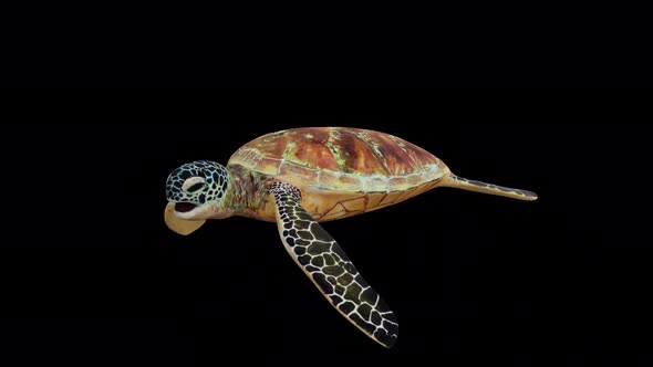 Green Turtle Swimming Front View