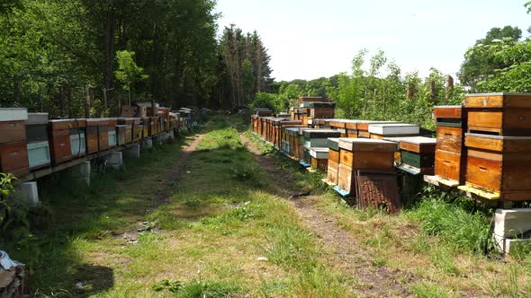 Wooden beehive and thousands of bees flying