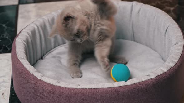 Scottish Straighteared Gray Kitten Plays with a Ball in His Bed