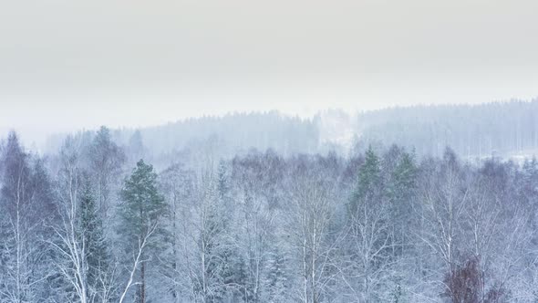 AERIAL - Heavy snowfall during the winter in a forest, Sweden, rising wide shot