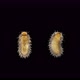 Larva of Beetle Thylodrias Contractus Odd Beetle Under a Microscope Family Dermestidae - VideoHive Item for Sale