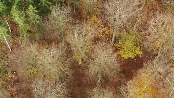Flying Over Autumn Tree Tops, Drone Stock Footage