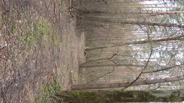 Vertical Video of a Road in the Forest Slow Motion