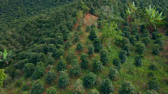 Aerial Shot of Coffee Plantations on Hillsides in Mountains
