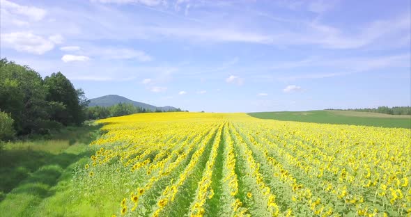 Aerial flyover of a bright yellow sunflower field with picturesque blue skies above.