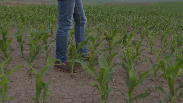 Close Up View of Farmer's Legs Corn Field