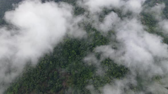 Aerial view look down over morning low cloud green plantation