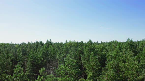 Top View On Trees In The Forest