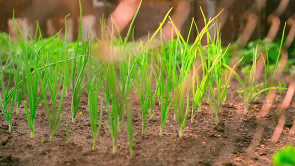 Green Onions Grow in a Garden Bed in the Early Morning at Sunrise