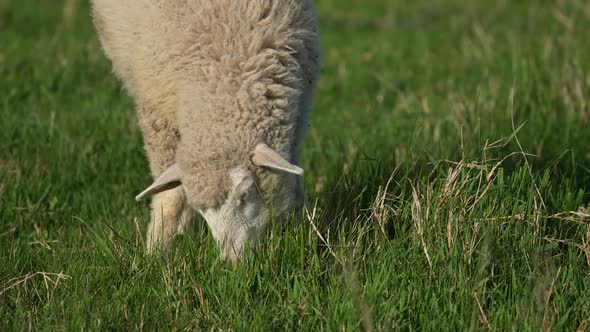 The Sheep on the Meadow Breathes Swaying Grazes Screams Turning Its Head to the Side