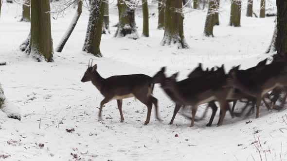 Fallow deer herd running between trees of a winter forest,snow,Czechia.
