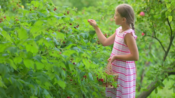 Girl Picks Raspberries