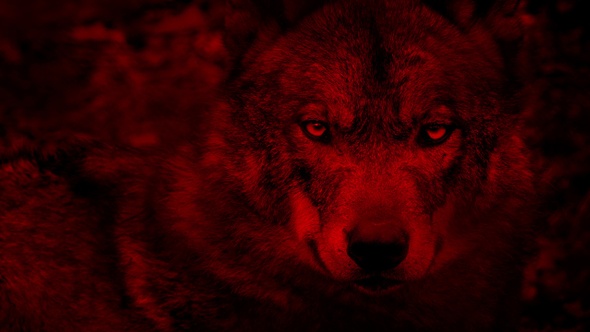 Wolf Looking Around Blood Red Abstract