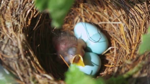 Close up of newborn baby bird in its nest waiting to be fed by its mother