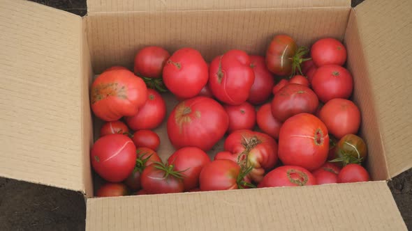 Woman Puts Red Ripe Tomatoes in a Cardboard Box