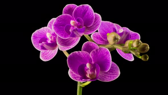 Blooming Purple Orchid Phalaenopsis Flower