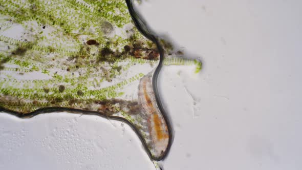 Pond Life Under The Microscope