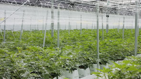 Medical Cannabis plants growing under controlled conditions in a large greenhouse