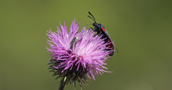 Zygaena lavandulae on a Thistle. Souther france, Occitanie.