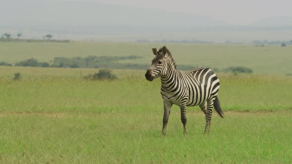 Zebra walking in the savannah