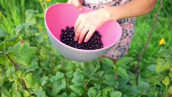 Unrecognizable Girl Holding Bowl with Black Currant Berries.