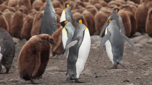 King Penguin Colony on South Georgia