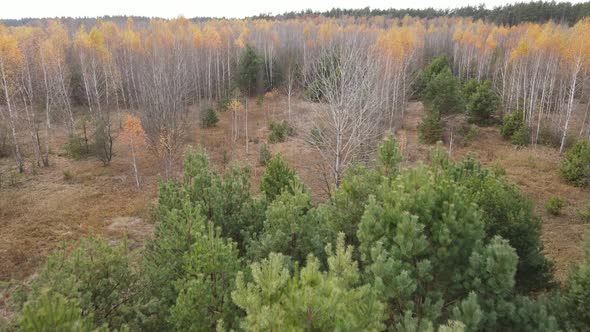 Forest with Trees in an Autumn Day