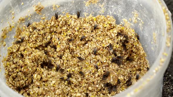 The Flies in a Bucket of Feed. The Flies Swarm Over the Forage