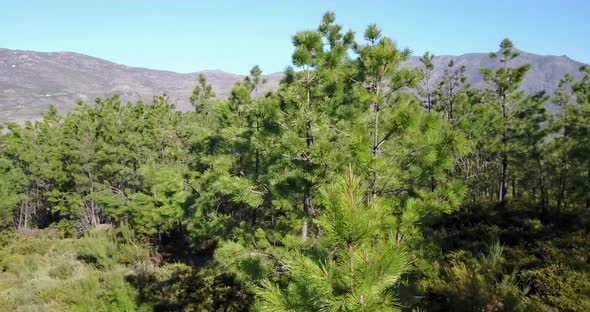 Aerial pan from the forest at Serra da Estrela Natural Park