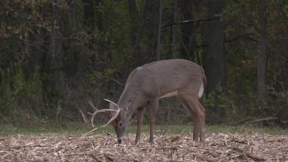 a whitetail buck eating corn