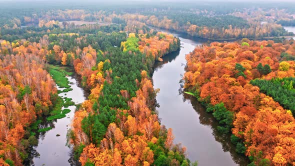 River and autumn forest Aerial view of wildlife in Poland