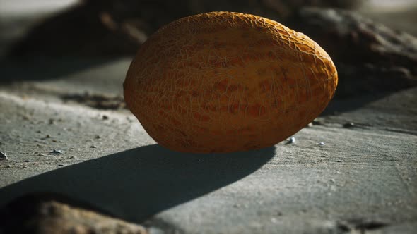 Desert Melon on the Sand Beach