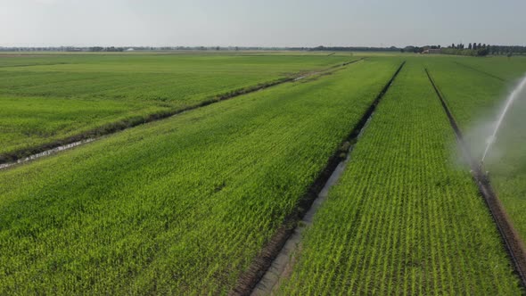 Drone view of agricultural water sprinklers watering green fields