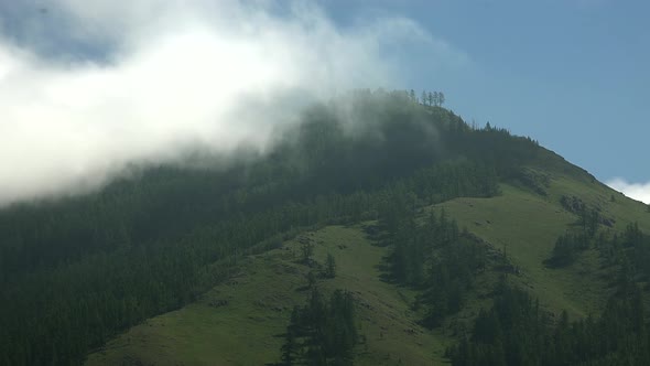 Majestic Pine Forest in Foggy Hill