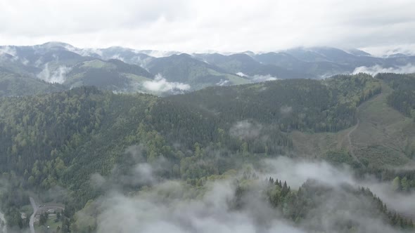 Ukraine, Carpathian Mountains: Beautiful Mountain Forest Landscape. Aerial, Flat, Gray