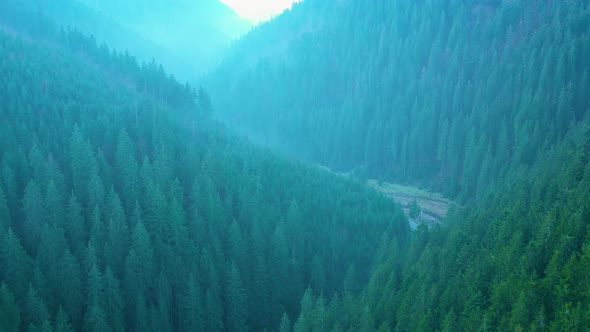 View From the Height of Mountains Covered with Coniferous Forest and Morning Fog