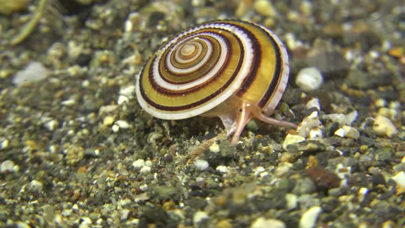 perspective sundial shell walking over volcanic reef in the Philippines.