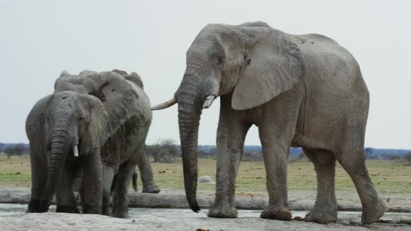 Elephants At The Waterhole In Makgadikgadi Pans National Park In Botswana On A Hot Sunny Day - panni