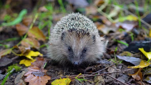 Young hedgehog (Erinaceus europaeus) in the forest.